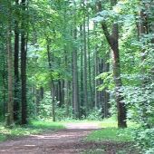 Kellogg Experimental Forest
