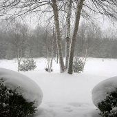 Paul's Buchanan Township Land
