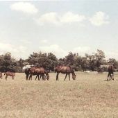Belair Farm