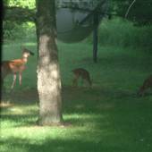 Ray's Oxford Township Home