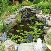 Back Yard with Pond