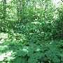Bald Mountain State Park