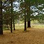 Grandma's Horse Farm