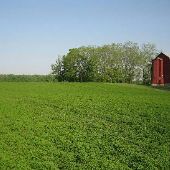 St. Johns Mintfields