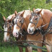 Mackinac Island Draft Horses