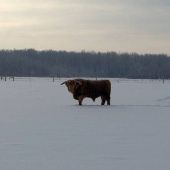 J + B Highland Farm