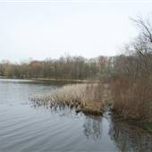Cedar Lake