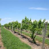Lemon Creek Winery