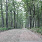 Voice Road