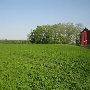 St. Johns Mintfields