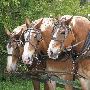 Mackinac Island Draft Horses
