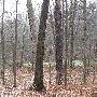 Bald Mountain State Park