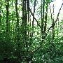 Bald Mountain State Park