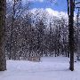 Palmatier's North 40