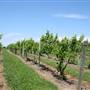 Lemon Creek Winery