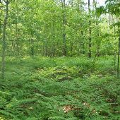 Manistee National Forest