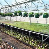 Red Barn Greenhouse