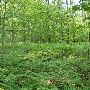 Manistee National Forest