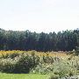 Sanilac County Land