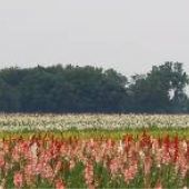 Mayer's Great Lakes Glads