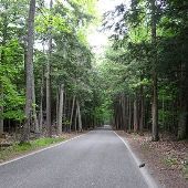 Tunnel of Trees Scenic Drive