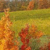 Good Harbor Vineyards