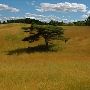 Bennett Arboretum