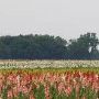 Mayer's Great Lakes Glads