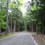 Tunnel of Trees Scenic Drive