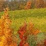 Good Harbor Vineyards