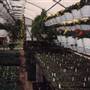 Merkel Garden Greenhouses
