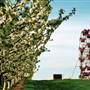 Jollay Orchards