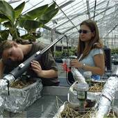 MSU Greenhouses