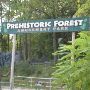 Prehistoric Forest