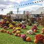 Wesley Berry Flowers - Commerce