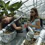 MSU Greenhouses