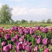 Veldheer Tulip Garden