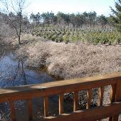 Candy Cane Tree Farm