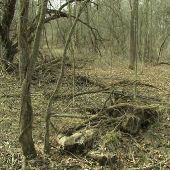 The Old Orchard