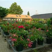 Goldner Walsh Nursery, Inc.