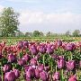 Veldheer Tulip Garden