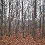 Bald Mountain State Park
