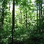 Bald Mountain State Park
