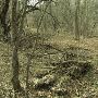 The Old Orchard