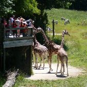 Binder Park Zoo