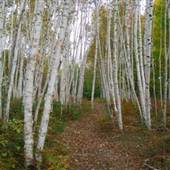 White Birch Woods