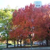 UM Central Campus in Fall