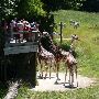 Binder Park Zoo