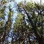 Cross Village Woods