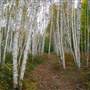 White Birch Woods